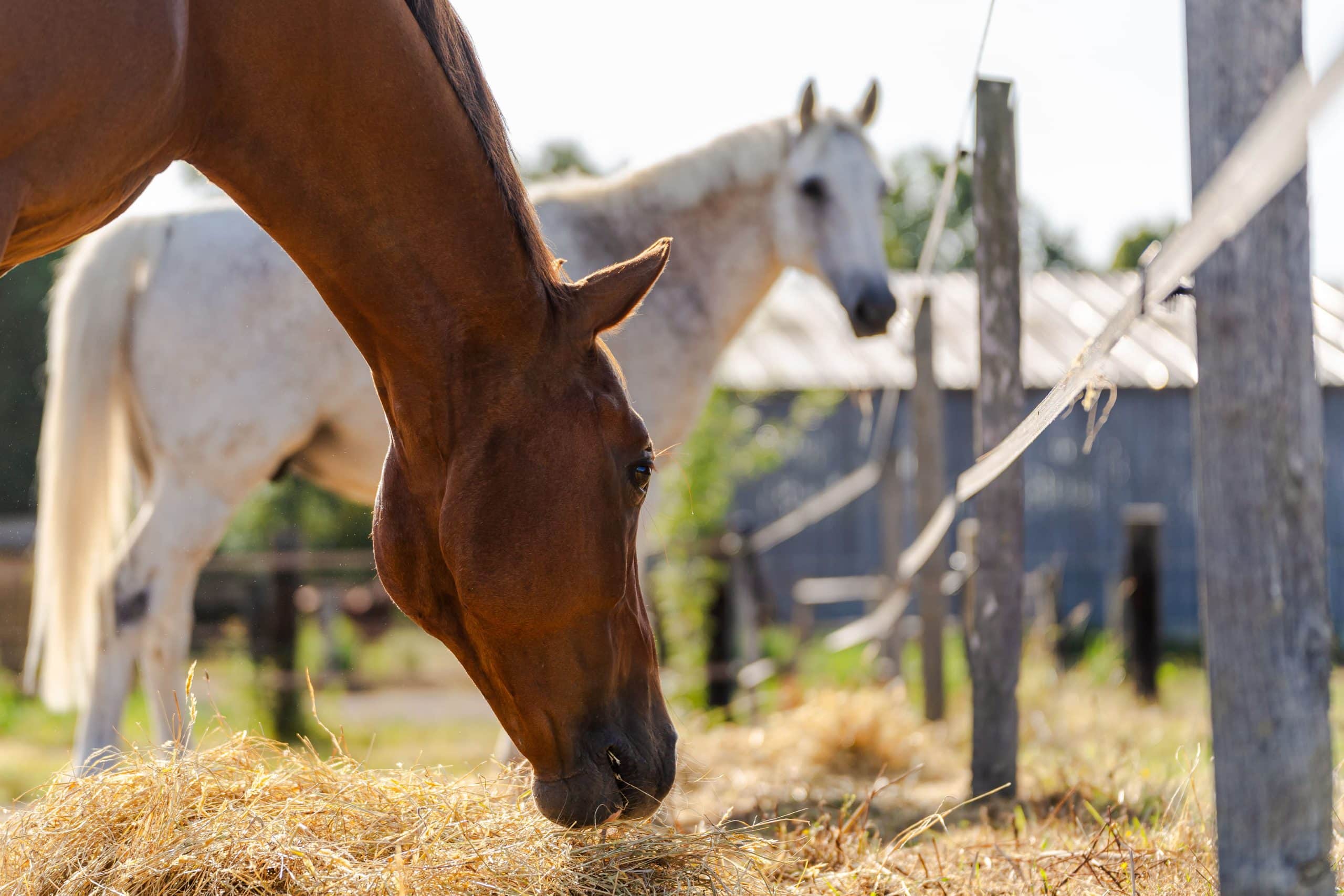 Cheval broutant du foin dans un paddock.