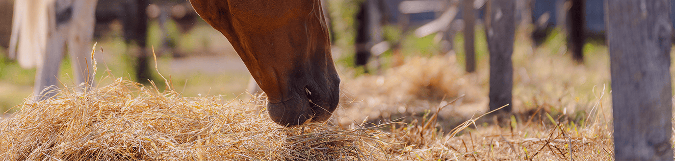 Cheval broutant du foin dans un paddock.