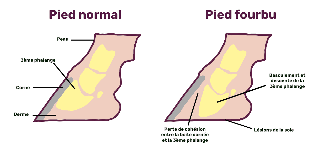Schéma d'une fourbure chez le cheval