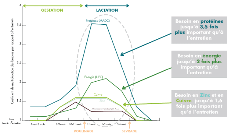 Schéma de la période de lactation d'une poulinière