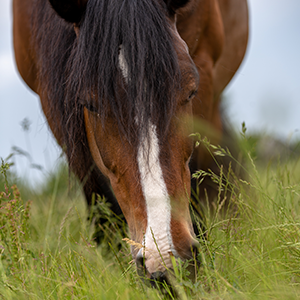 Cheval qui mange dans une prairie