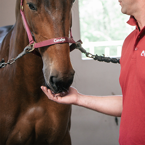 aliment granulé pour chevaux casalys