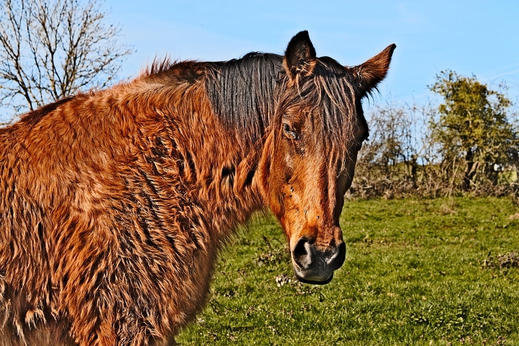 Cheval atteint de la maladie de Cushing