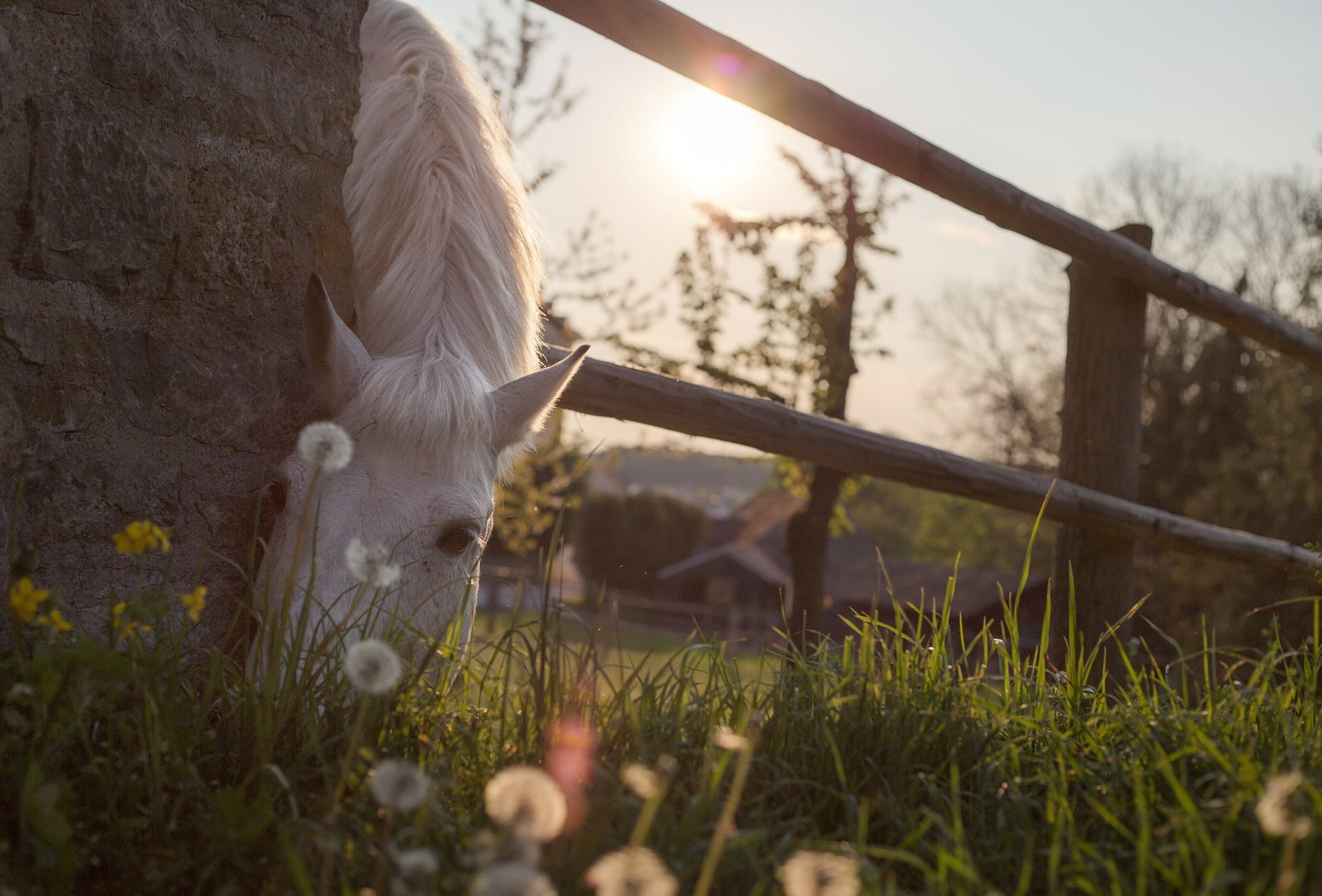 Casalys_plantes toxiques_cheval