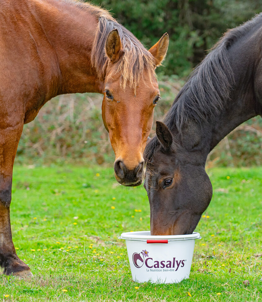 chevaux qui mangent aliments gaufrette casalys